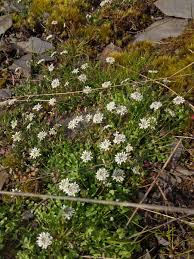 Attēlu rezultāti vaicājumam “Teesdalia nudicaulis”