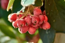 Attēlu rezultāti vaicājumam “Echinochloa crus-galli fruit”