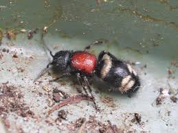 Attēlu rezultāti vaicājumam “Mutilla europaea”