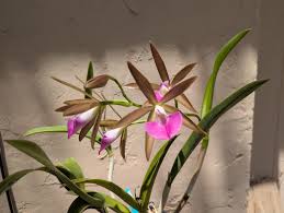 Attēlu rezultāti vaicājumam “Caloplaca scopularis”