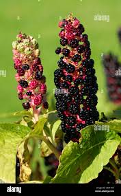 Attēlu rezultāti vaicājumam “Phytolacca acinosa”