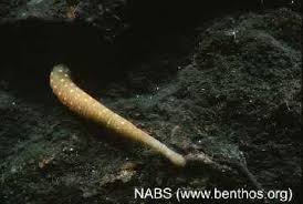 Attēlu rezultāti vaicājumam “Hirudinea”