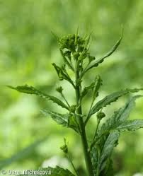 Attēlu rezultāti vaicājumam “Sisymbrium volgense leaf”