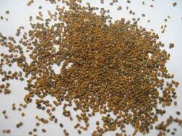 Attēlu rezultāti vaicājumam “Diplotaxis tenuifolia fruit”