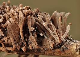 Attēlu rezultāti vaicājumam “Stemonitopsis gracilis”