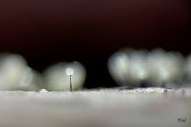 Attēlu rezultāti vaicājumam “Comatricha elegans var. microspora macro”