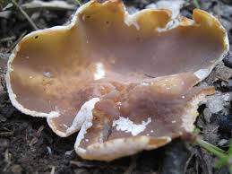 Attēlu rezultāti vaicājumam “Disciotis venosa”