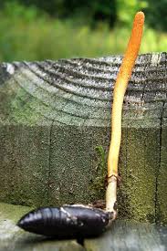 Attēlu rezultāti vaicājumam “Cordyceps polyarthra”