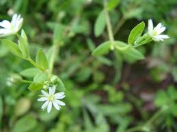 Attēlu rezultāti vaicājumam “Stellaria uliginosa”