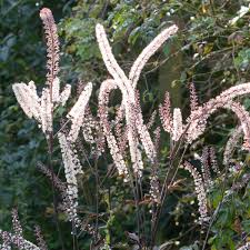 Image result for Silberkerze