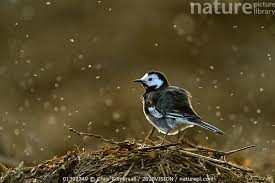 Attēlu rezultāti vaicājumam “Motacilla alba adult”