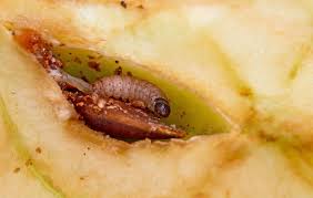 Attēlu rezultāti vaicājumam “Cydia pomonella”