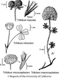 Attēlu rezultāti vaicājumam “Trifolium aureum fruit”