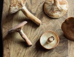 Attēlu rezultāti vaicājumam “Lactarius”