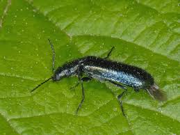 Attēlu rezultāti vaicājumam “Dasytes caeruleus”