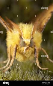 Attēlu rezultāti vaicājumam “Ennomos alniaria”