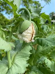Image result for Papaver somniferum White Cloud