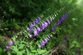 Attēlu rezultāti vaicājumam “Campanula rapunculoides bud”