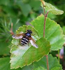 Attēlu rezultāti vaicājumam “Sericomyia lappona”
