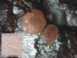 Attēlu rezultāti vaicājumam “Ombrophila violacea”