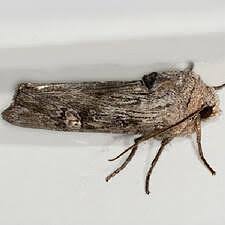 Attēlu rezultāti vaicājumam “Lithomoia solidaginis”