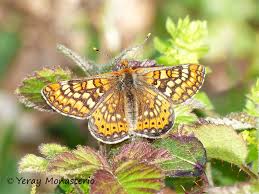 Attēlu rezultāti vaicājumam “Euphydrias aurinia”