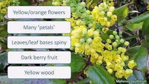 Attēlu rezultāti vaicājumam “Berberidaceae”