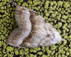 Attēlu rezultāti vaicājumam “Nola aerugula”