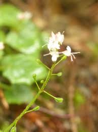 Attēlu rezultāti vaicājumam “Circaea alpina flower”