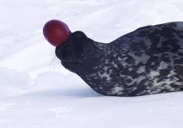 Image result for Cystophora cristata