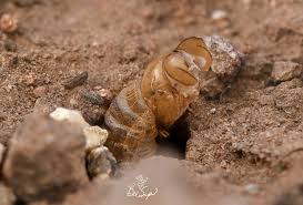 Attēlu rezultāti vaicājumam “Scardia boletella exuvia”