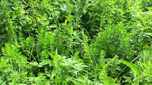 Attēlu rezultāti vaicājumam “Galium rivale leaf”