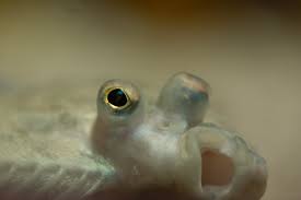 Image result for Limanda limanda