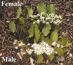 Attēlu rezultāti vaicājumam “Ilex x meserveae”