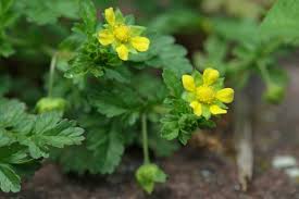 Attēlu rezultāti vaicājumam “Potentilla supina leaf”