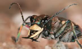 Attēlu rezultāti vaicājumam “Cicindela hybrida”