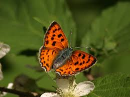 Attēlu rezultāti vaicājumam “Lycaena alciphron underside”
