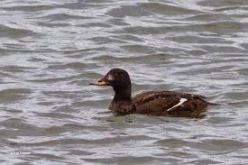Attēlu rezultāti vaicājumam “Melanitta fusca male”
