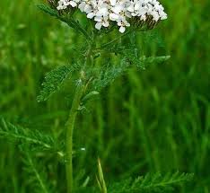 Attēlu rezultāti vaicājumam “Achillea ptarmica leaf”