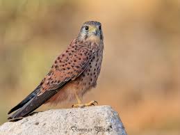 Attēlu rezultāti vaicājumam “Falco tinnunculus adult”