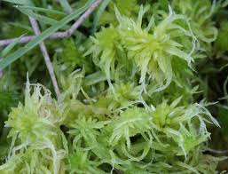 Attēlu rezultāti vaicājumam “Sphagnum fallax”