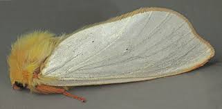 Attēlu rezultāti vaicājumam “Hepialus humuli male”