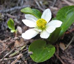 Attēlu rezultāti vaicājumam “Caltha palustris fruit”