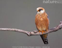 Image result for Falco vespertinus