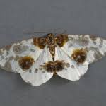 Attēlu rezultāti vaicājumam “Abraxas sylvata”