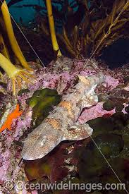 Image result for Haploblepharus edwardsii