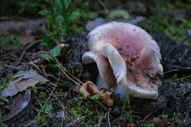 Attēlu rezultāti vaicājumam “Russula vesca”