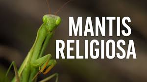 Attēlu rezultāti vaicājumam “Mantis religiosa”