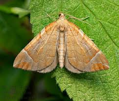 Attēlu rezultāti vaicājumam “Eulithis testata”