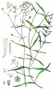 Attēlu rezultāti vaicājumam “Stellaria longifolia”